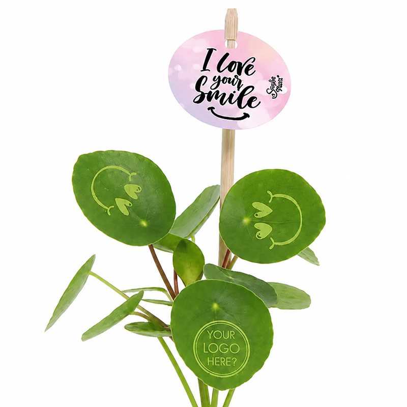 Smylieplant Keramiktopf - Bild 8